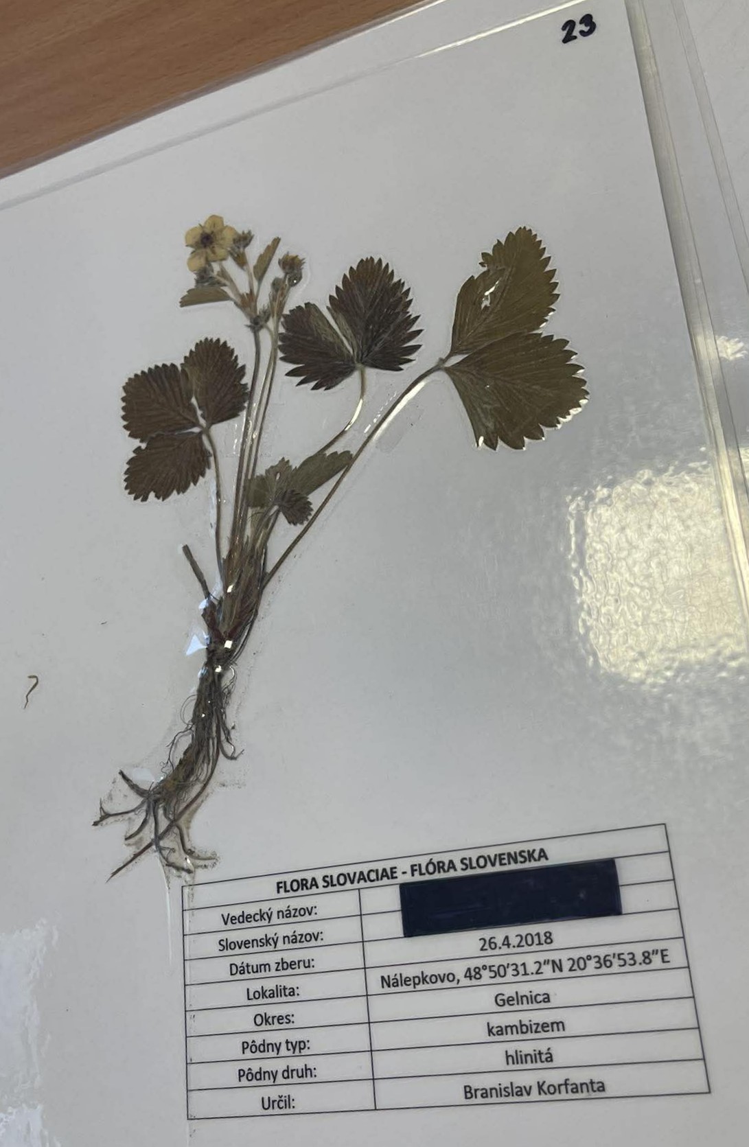 Rastlina Fragaria vesca